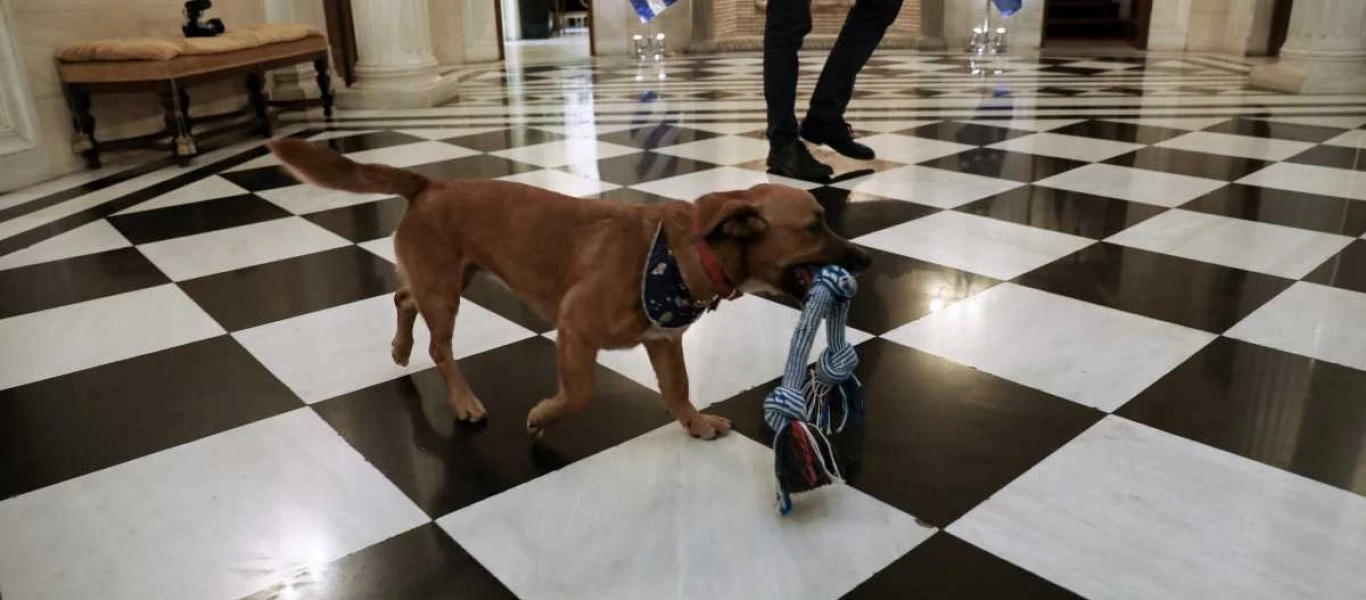 Στο Μαξίμου περιμένανε τον Ρέγκλινγκ... και ο Peanut «έκοβε» βόλτες πάνω-κάτω (φωτό)